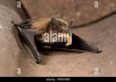 Pipistrelle commune est alimenté par un ténébrion un humain dans un centre de soins de bat Banque D'Images