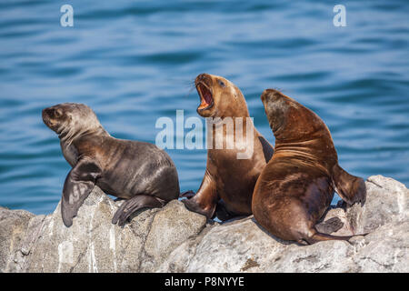 Groupe de trois au sud-américain (Arctocephalus australis) Bain de soleil sur la mer dans la roche Banque D'Images