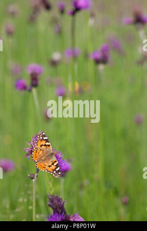 Belle Dame sur thistle Banque D'Images