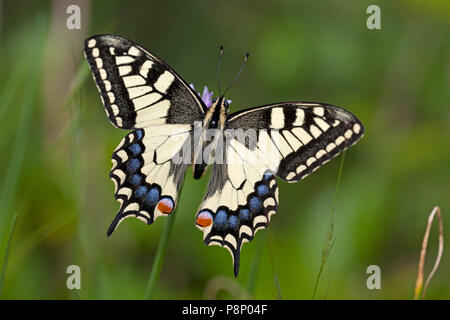 Ancien monde Papilio machaon) au soleil Banque D'Images