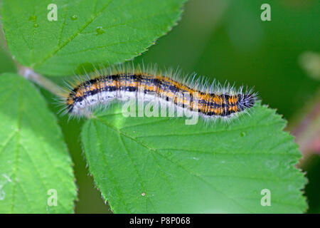 Caterpillar de noir-blanc veiné (Aporia crataegi) Banque D'Images