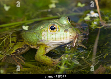 Grenouille dans l'eau de la piscine Banque D'Images