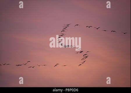 Les grues hivernant en Lorraine (France) Banque D'Images