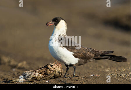 Labbe pomarin (Stercorarius pomarinus) manger de Bécasseau à poitrine morte Banque D'Images