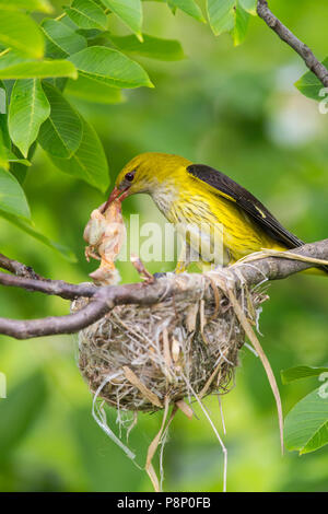 Femme Loriot (Oriolus oriolus) retrait dead cliquez du nid. Banque D'Images