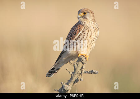 Crécerelle (Falco tinnunculus) à la recherche d'un poste d'observation Banque D'Images