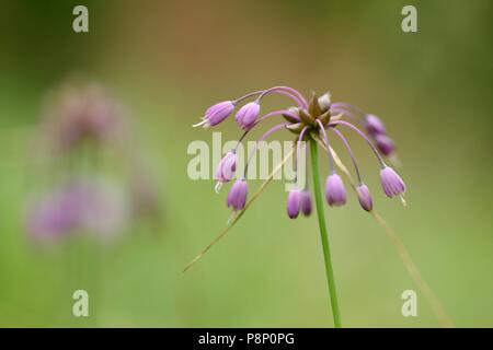 La floraison l'ail dans l'carénées Alpes slovènes Banque D'Images