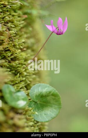 Cyclamen fleurs en forêt alpine Banque D'Images