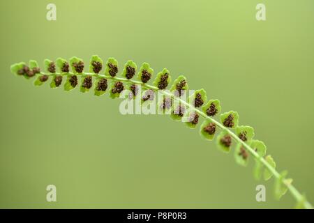 Croissance verte Spleenwort sur roches dans l'Alpes slovènes Banque D'Images