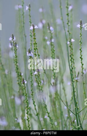 Verveine en fleurs Banque D'Images