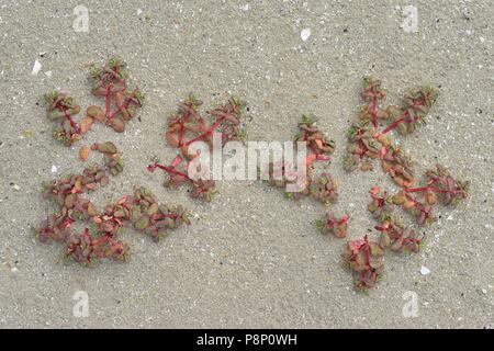 L'euphorbe pourpre, une plante de la plages du sud de l'Europe Banque D'Images