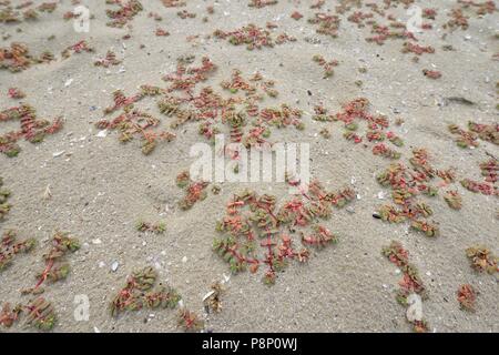 L'euphorbe pourpre, une plante de la plages du sud de l'Europe Banque D'Images