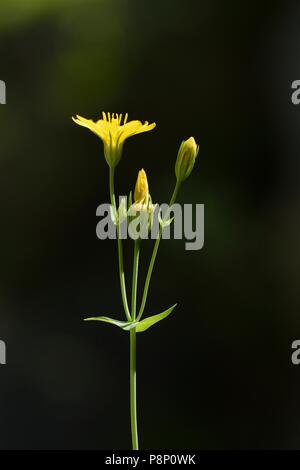 La floraison jaune-millepertuis Banque D'Images