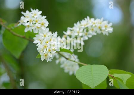 La floraison Bird Cherry Banque D'Images