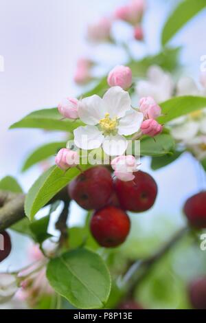 En raison de l'hiver au chaud les oiseaux n'ont eu aucun intérêt à se nourrir sur les pommettes et ils sont encore accroché dans l'arbre lorsque les fleurs s'ouvrent Banque D'Images