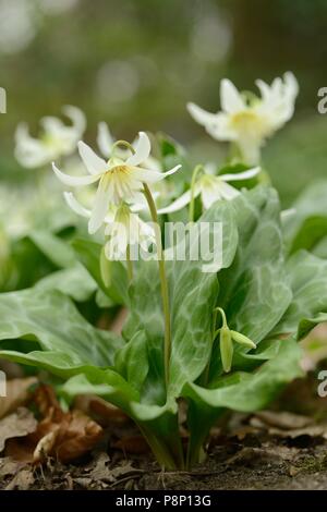 La floraison violet dent chien hybride 'Pagoda' Banque D'Images