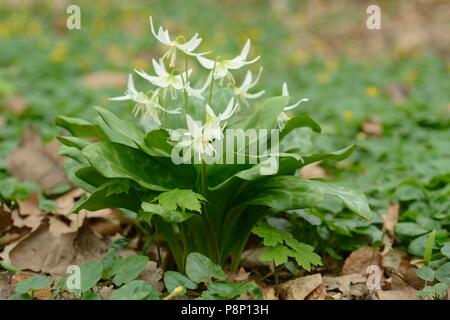 La floraison violet dent chien hybride 'Pagoda' Banque D'Images