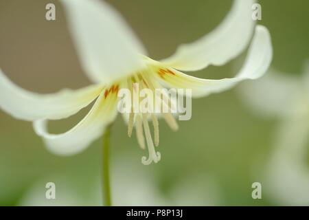 La floraison violet dent chien hybride 'Pagoda' Banque D'Images