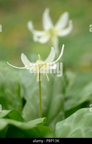 La floraison violet dent chien hybride 'Pagoda' Banque D'Images