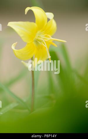 La floraison violet dent chien hybride 'Pagoda' Banque D'Images