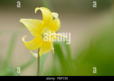 La floraison violet dent chien hybride 'Pagoda' Banque D'Images