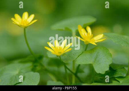 La floraison moindre celandine Banque D'Images