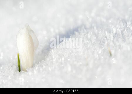 Printemps fleurs Crocus sur pré alpin juste après la neige a fondu Banque D'Images