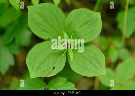 Voir l'envers de la fructification Herb-Paris Banque D'Images