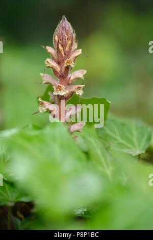 La floraison à l'Orobanche parasitant sur Ivy Ivy Banque D'Images