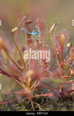 Oblong-leaved Sundew de plus en plus nouvelle nature Banque D'Images