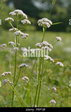 La floraison de valériane. Banque D'Images