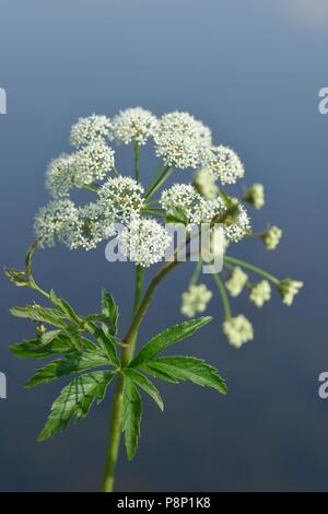 La floraison Cowbane sur Riverside Banque D'Images