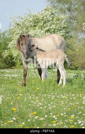 La mère et l'enfant de nourrir les chevaux primitifs polonais entre fleurs de printemps Banque D'Images