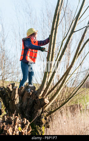 Les enfants aident avec l'émondage des saules. Banque D'Images
