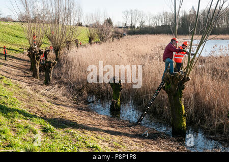 Les enfants aident avec l'émondage des saules. Banque D'Images