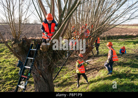Les enfants aident avec l'émondage des saules. Banque D'Images