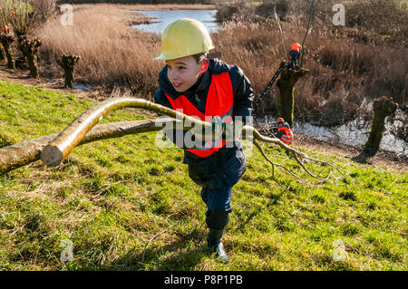 Les enfants aident avec l'émondage des saules. Banque D'Images