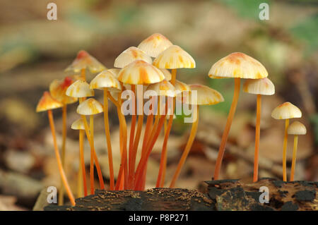 Saffrondrop capot ; Mycena crocata Banque D'Images