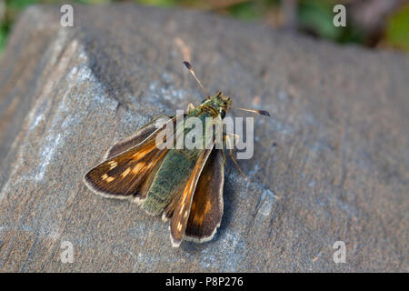 Silver-spotted Skipper ; Hesperia comma Banque D'Images