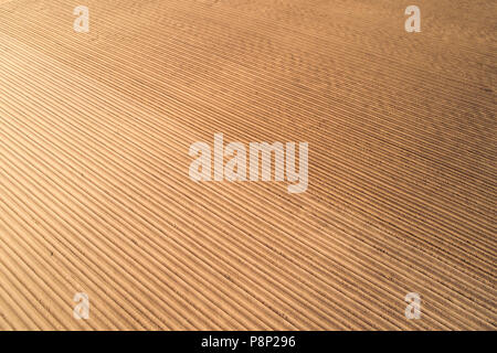 La texture de brown domaine agricole. Champ de pommes de terre en rangées sur drone. Banque D'Images