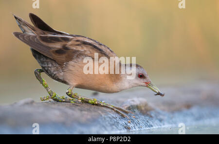 Peu de nourriture Crake Banque D'Images