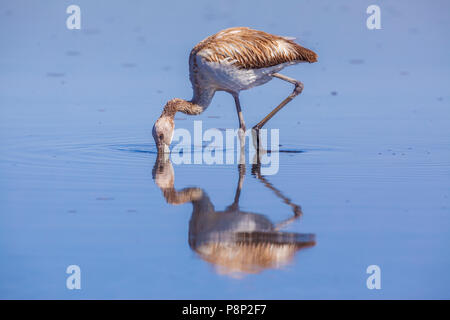 Flamant des Andes (Phoenicoparrus andinus) de nourriture pour mineurs à Salt Lake Banque D'Images