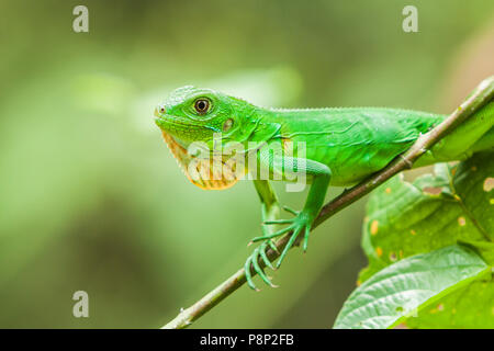 Portrait de jeune iguane vert (Iguana iguana) assis dans les buissons Banque D'Images