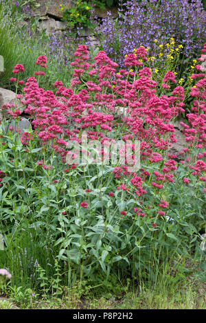 La valériane rouge (Centranthus ruber) dans le paysage allemand de l'Eifel Banque D'Images