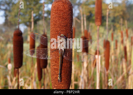 Une femme timide sur l'Empereur Vagabond Banque D'Images