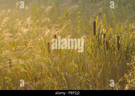 La lumière chaude du soleil brille sur les roseaux rosée au bord de lac de dunes dans le Nord de la Hollande dans la réserve de dunes Heemskerk Banque D'Images