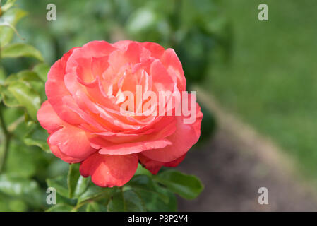Seule grande rose rose en pleine floraison Banque D'Images