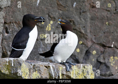 Voir de Petits Pingouins sur birdcliff Banque D'Images