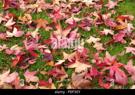 Feuilles de liquidambar d'Amérique en couleurs d'automne sur l'herbe Banque D'Images