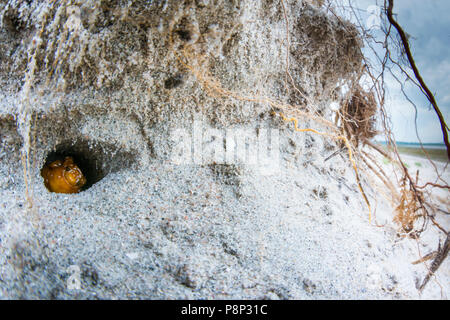 Les larves de hanneton du pin dans une érosion sanddune Banque D'Images
